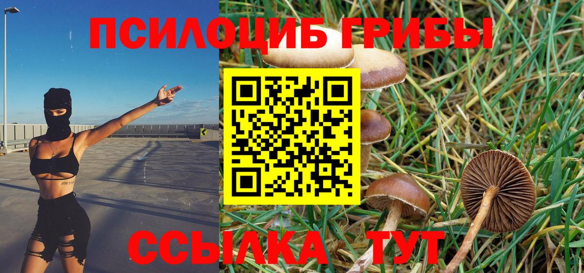 как найти наркотики  Галлюциногенные грибы Cubensis  Вход с VPN  Урюпинск 