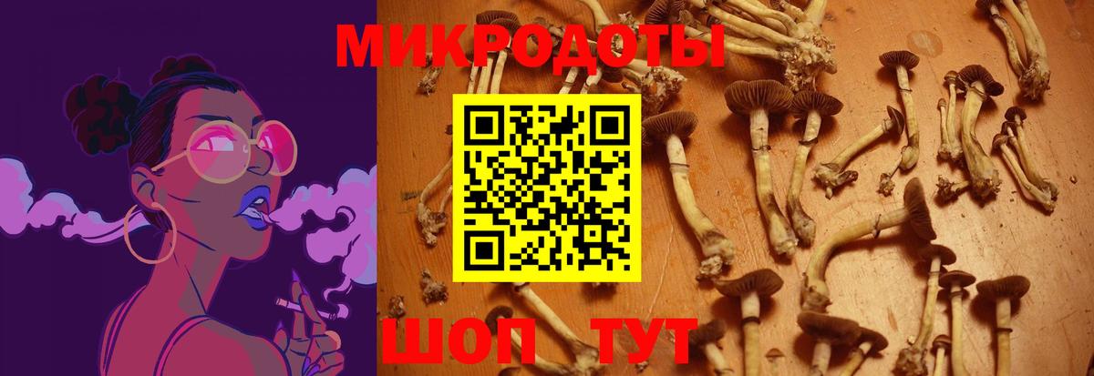 Псилоцибиновые грибы Psilocybe Урюпинск